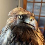 Aragon, the 29-year-old Red kite