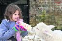 Six-year-old Sarah Morris, from Woodleys, near Woodstock, with a month-old lamb at Cogges on Saturday