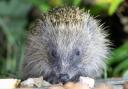 A visiting hedgehog, photographed by Lisa McLeish