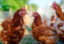 BIRD FLU: Bird flu found in poultry in Faringdon