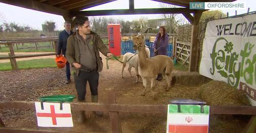 Alfie the 'psychic' Alpaca predicted England will LOSE World Cup opener