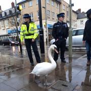 Lost swan found queuing for Covid jab in Witney