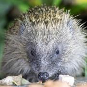 A visiting hedgehog, photographed by Lisa McLeish