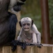 Colobus Monkey baby (Philip Joyce)