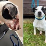 The terrier with blood on its face (left) and, right, a more recent photograph of the dog Pictures: Thames Valley Police