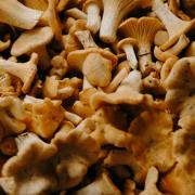 The defendant is accused of supplying magic mushrooms File image: Pexels