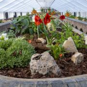The renovation is aimed at enhancing visitor accessibility and providing a superior habitat for the resident butterflies
