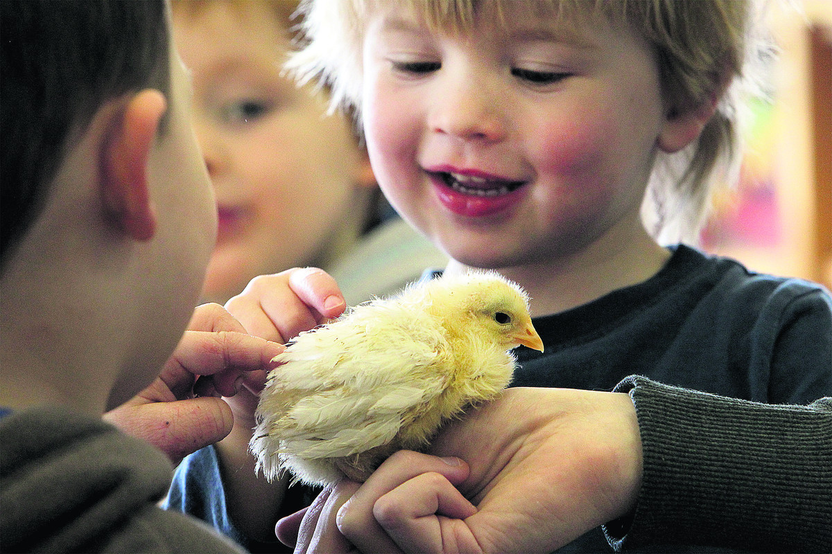 Buy this photo » Ethan Langford, three, meets a baby chick - 2414693