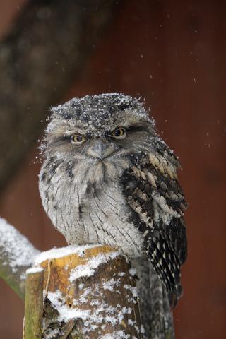 Owl at Cotswold Wildlife Park
