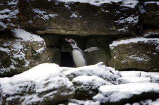 Penguin at Cotswold Wildlife Park