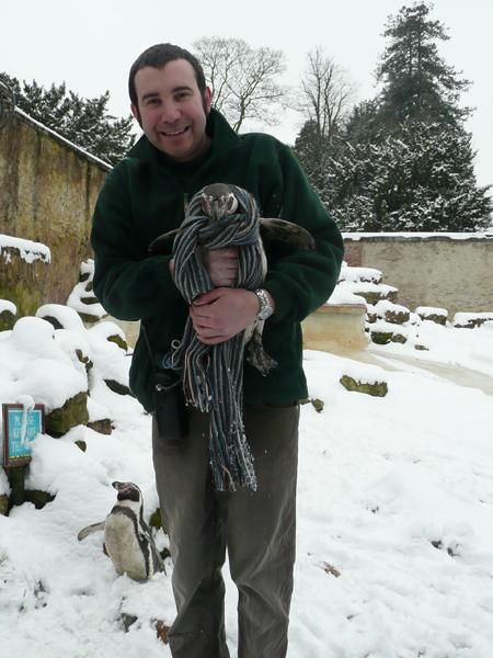 Penguins, Leopards and Meerkats play in the snow.
