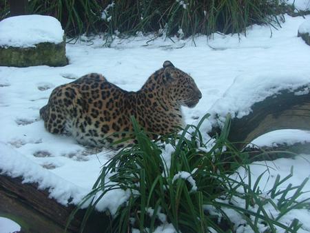 Penguins, Leopards and Meerkats play in the snow.