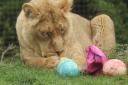 VIDEO: The moment Cotsworld's lions get their paws on Easter eggs