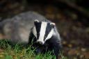 File pic of a badger