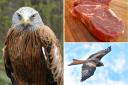 Warning given after raw meat was dropped on people's heads by this bird of prey. Photos by John Morris (left) and Derek Bird (bottom right)