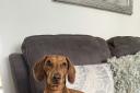 Bethan Richie from Witney sent a photo of Dachshund Mabel
