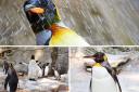 Adorable photographs show penguins chilling out with ice blocks