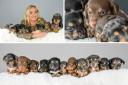 Winnie's owner Rayma Jones, 23, has revealed that she plans to sell the puppies but hasn't set a price yet.