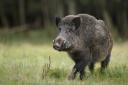 Wild boar have been described as unpredictable and dangerous to humans.