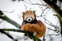 A red panda enjoys the snow at Cotswold Wildlife Park. Picture: Calum O'Flaherty