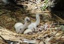 2 Stork chicks newly hatched at Cotswold Wildlife Park