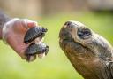 Two rare tortoises hatch at Oxfordshire zoo in national FIRST. Credit: BNPS