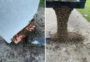 HUGE swarm of bees spotted on park bench