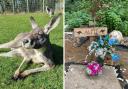 Heythrop Zoological Gardens has paid tribute to Alfie the kangaroo. Picture: Heythrop Zoological Gardens