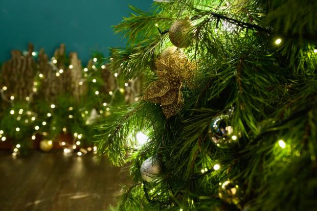 Witney Gazette: Buy your Christmas tree online (Canva)