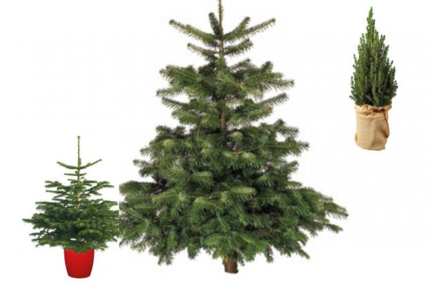 Witney Gazette: Lidl is offering indoor and outdoor Christmas trees (Lidl)
