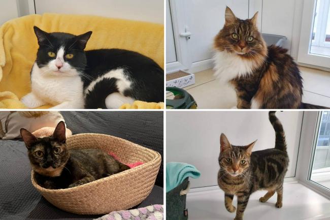 4 cats looking for forever homes. Credit: Oxfordshire Animal Sanctuary