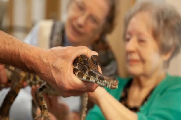 Care home resident who loves reptiles snaps up chance to hold crocodile