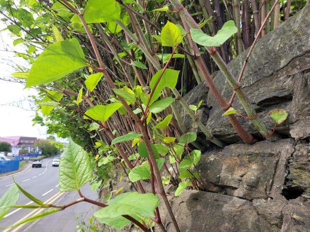 Witney Gazette: An example of Japanese knotweed. Picture: Environet UK