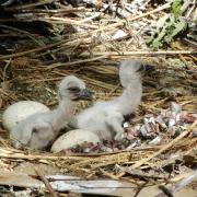 2 Stork chicks newly hatched at Cotswold Wildlife Park