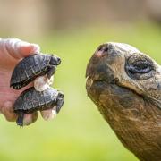 Two rare tortoises hatch at Oxfordshire zoo in national FIRST. Credit: BNPS