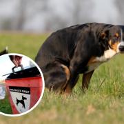 Resident disgusted by the amount of dog poo spotted on short walk. Picture: Oxford Mail Archive