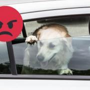 WARNING after two dogs found trapped in hot cars