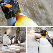 Adorable photographs show penguins chilling out with ice blocks