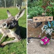 Heythrop Zoological Gardens has paid tribute to Alfie the kangaroo. Picture: Heythrop Zoological Gardens