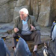 Sir David Attenborough meeting Spike, front left, and the other king penguins at Birdland