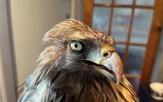 Aragon, the 29-year-old Red kite