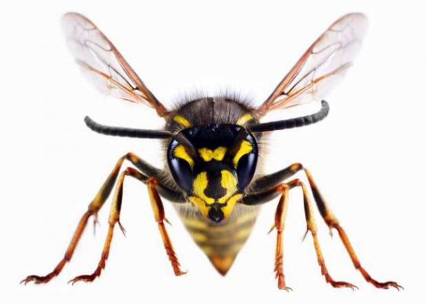 Witney Gazette: A wasp